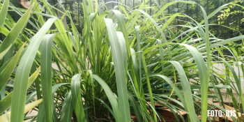 Citronela: O Repelente Natural Que Você Precisa Conhecer