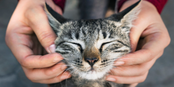 Treinando Seu Gato: Como Transformar Comandos em Diversão
